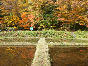 田んぼの紅葉と水鏡