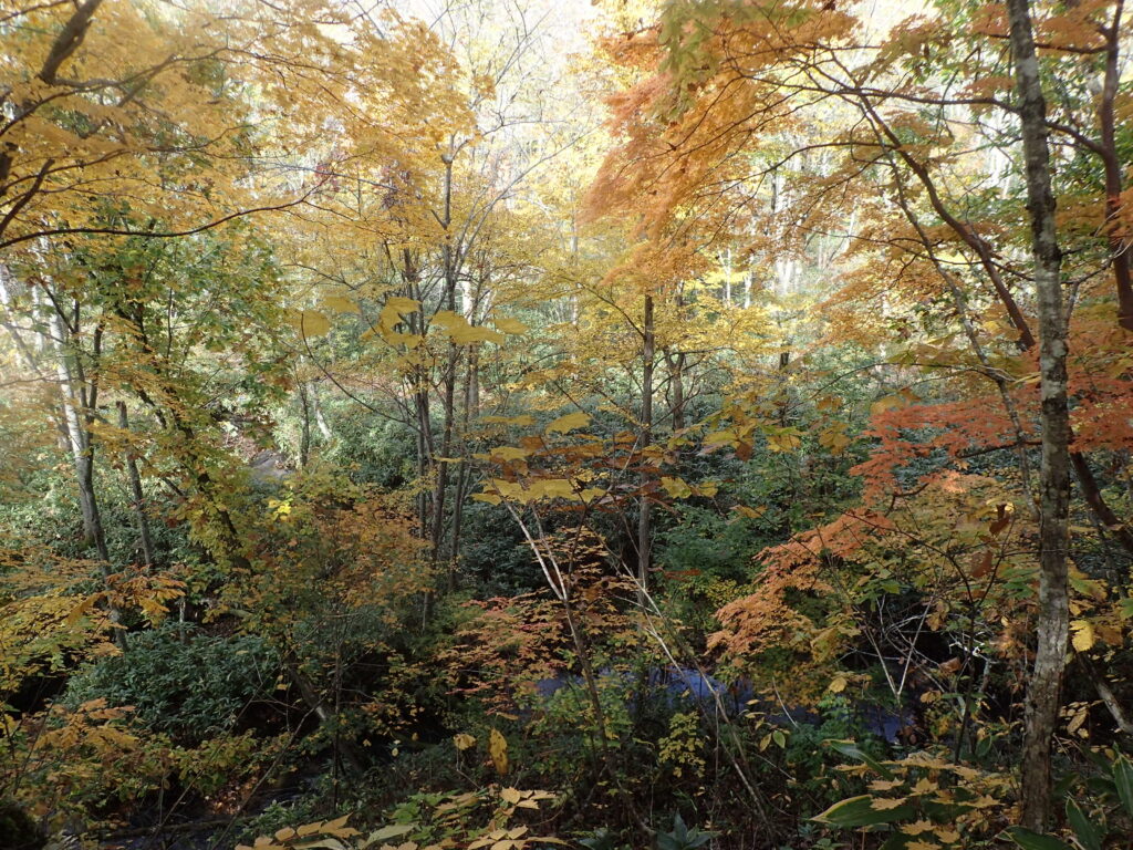 ガンケのみちから見える紅葉